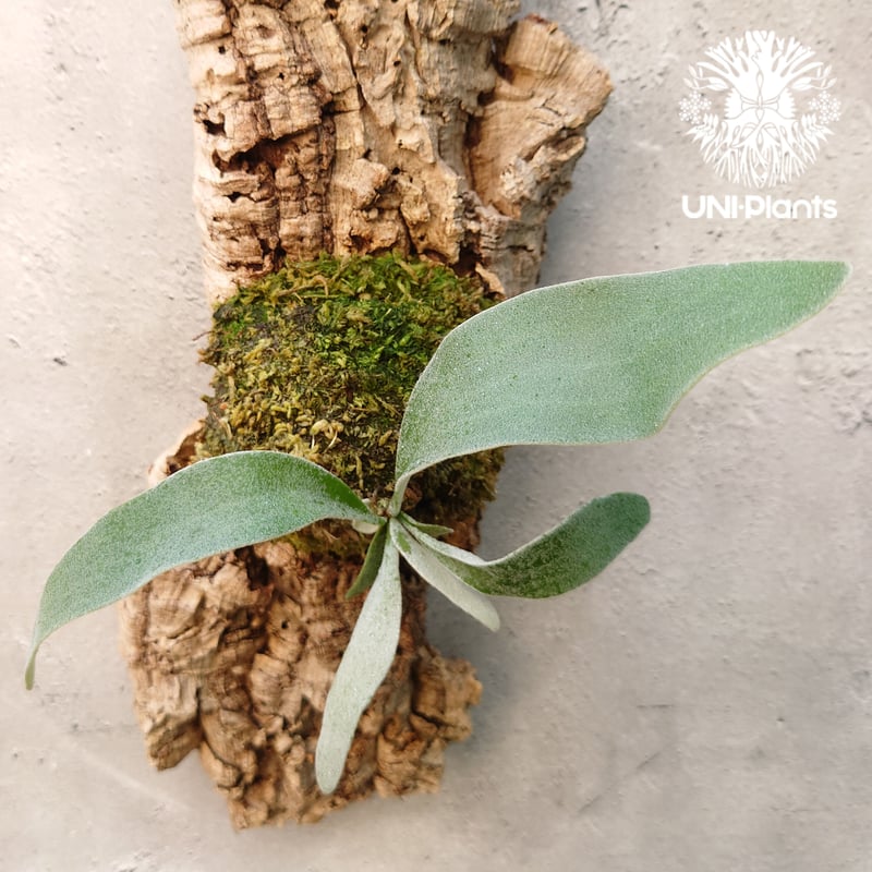 ビカクシダ ベイチー Patycerium veitchii コウモリラン ビカクシダ