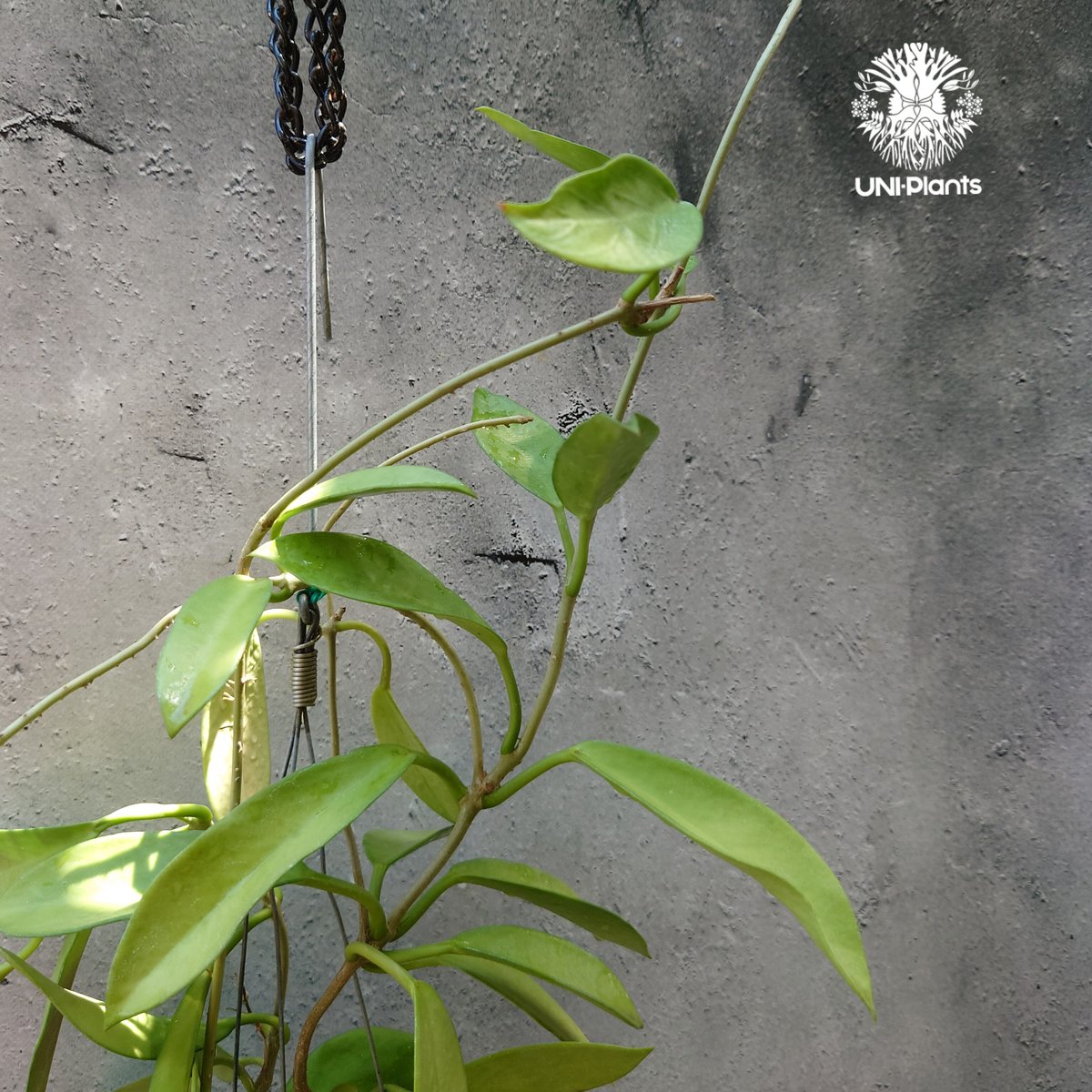 希少! Hoya Pubicalyx 'black dragon ホヤ植物 ホヤの花 ホヤプビ