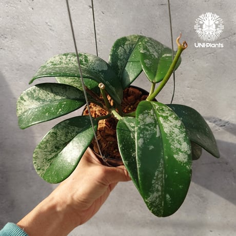 CATEGORY ホヤ植物 (Hoya) | UNI-Plants ビカクシダ、ホヤ植物、着生