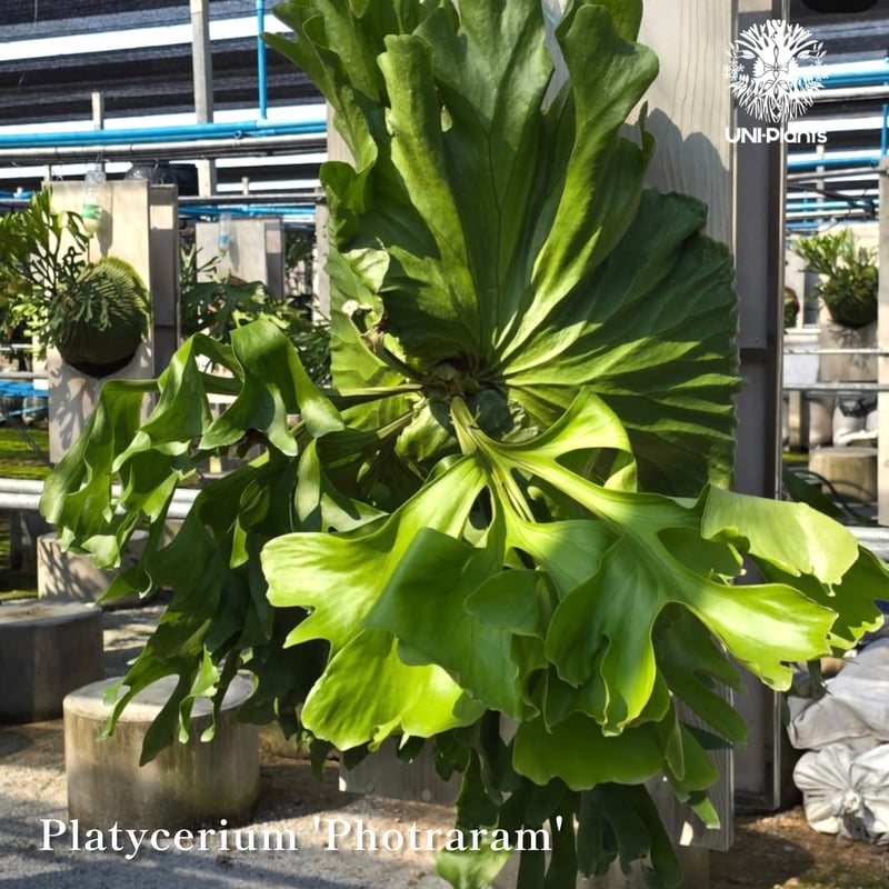 Platycerium 'Photraram' Nukul platycerium Hybri