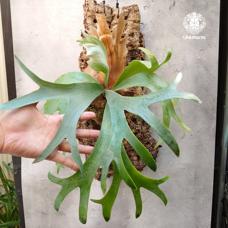 Platycerium Banna #A (pup) ビカクシダ バンナ #A (子株) ビカ Platycerium Banna #A (pup) ビカクシダ バンナ #A (子株) ビカ