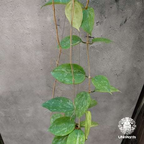 25 ホヤ アルゲンティアプリンセス 斑入り 新芽確認済み 31 ホヤ