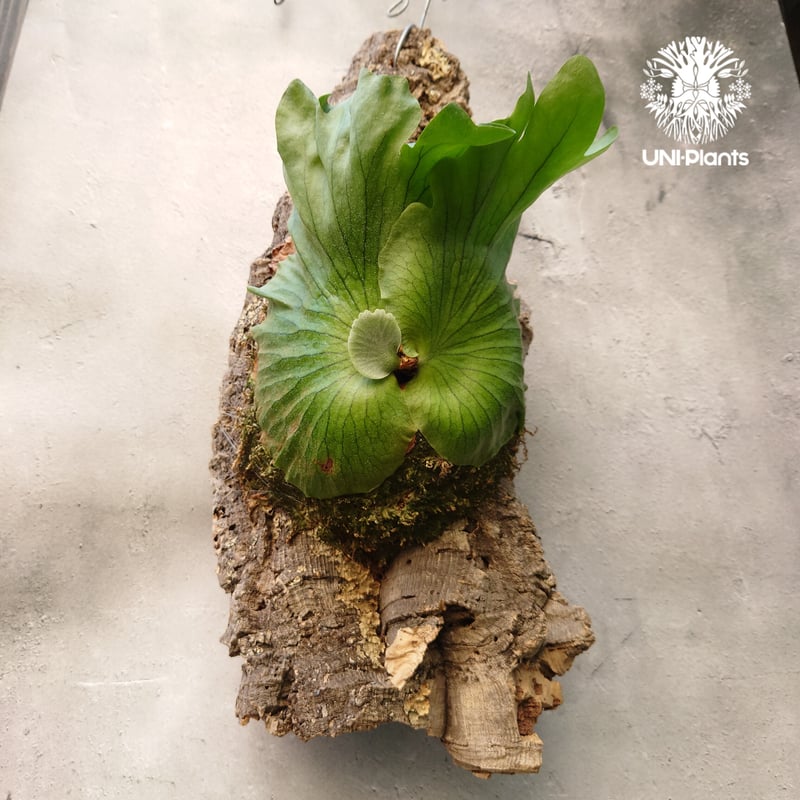 Platycerium coronarium ビカクシダ コロナリウム コウモリラン