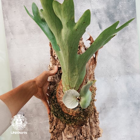 CATEGORY ビカクシダ (Platycerium） | UNI-Plants ビカクシダ