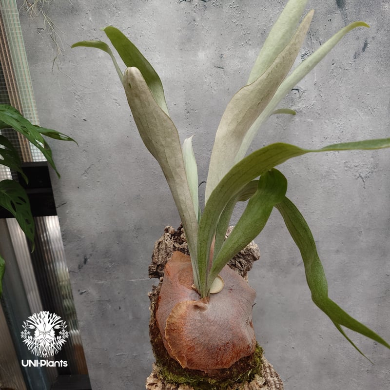 Platycerium Mt.Lewis（pup）ビカクシダ マウントルイス シダ