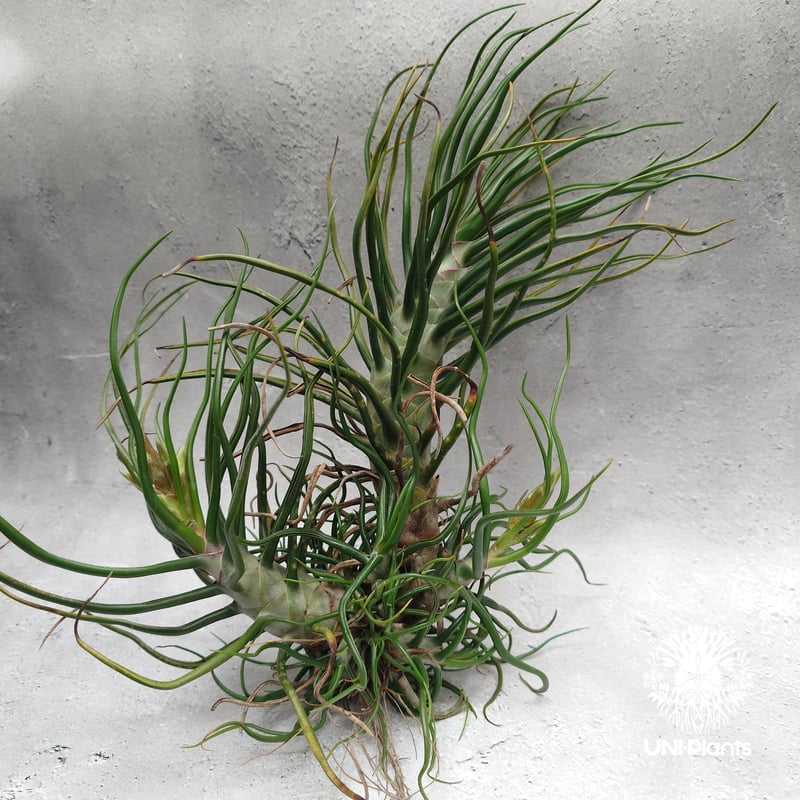 Tillandsia Bulbosa (L) チランジア・ブルボーサTillandsia エ
