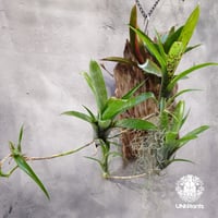 Neoregeria hybrid Neoregelia ネオレゲリア着生 タンク系植物 ブロメリア科 ネオレゲリア属