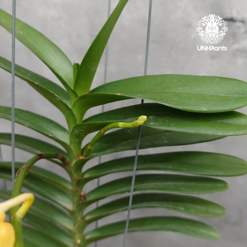 Aeridovanda Kasorn's Orchid Tactic 着生蘭 着生ラン 蘭の花