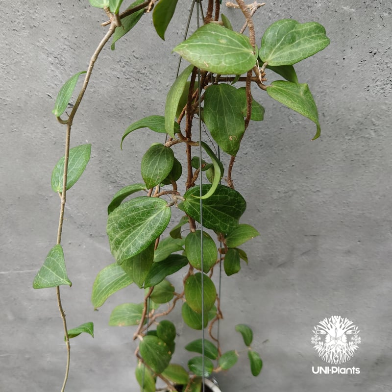 Hoya Fitchii orange flower (short leaves) ホヤフィッ