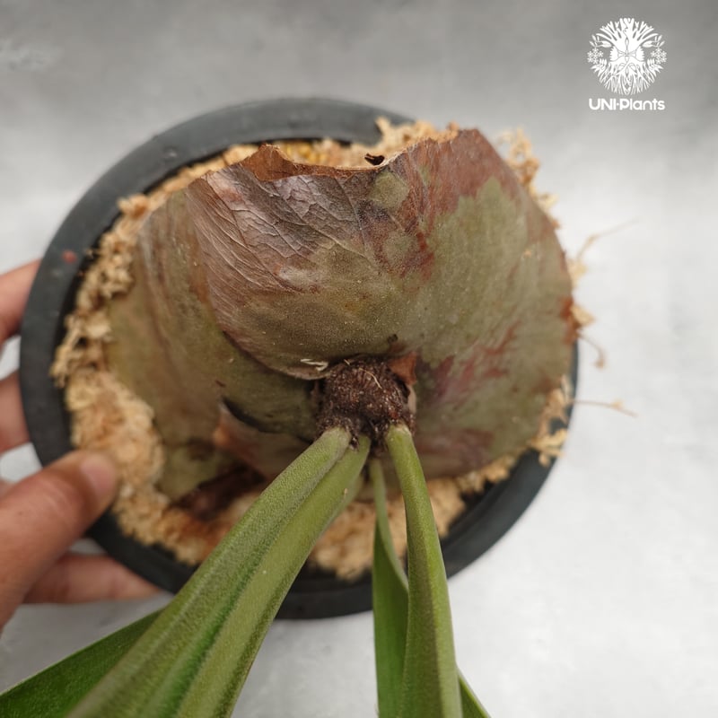 Platycerium alcicorne var.Madagascar ビカクシダ アルシコ