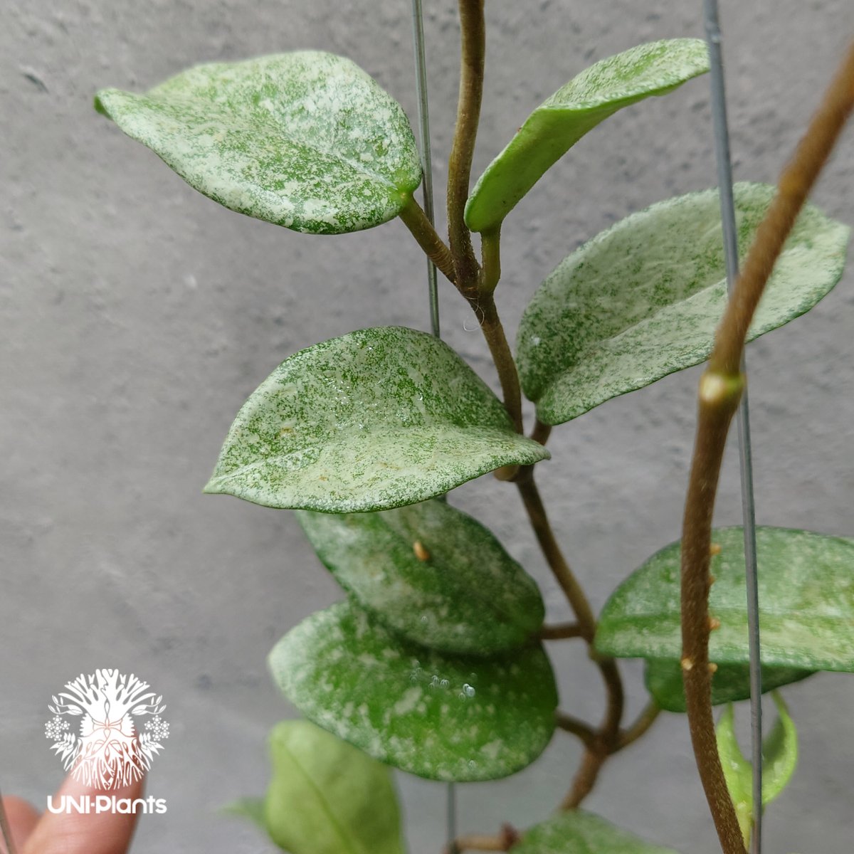 Hoya Carnosa Nova Ghost ホヤ カルノーサ ノバ ゴースト ホヤ Hoya Carnosa Nova Ghost ホヤ カルノーサ ノバ ゴースト ホヤ