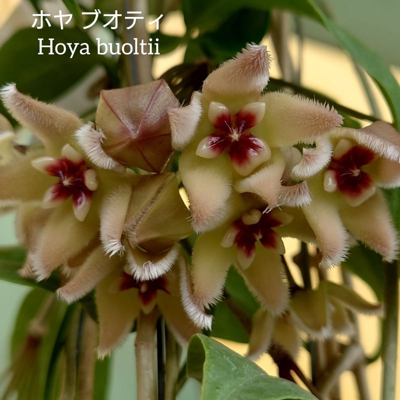 希少! ホヤ ブオティ Hoya buotii ホヤ植物 植物 珍奇植物 珍奇 珍しい ...