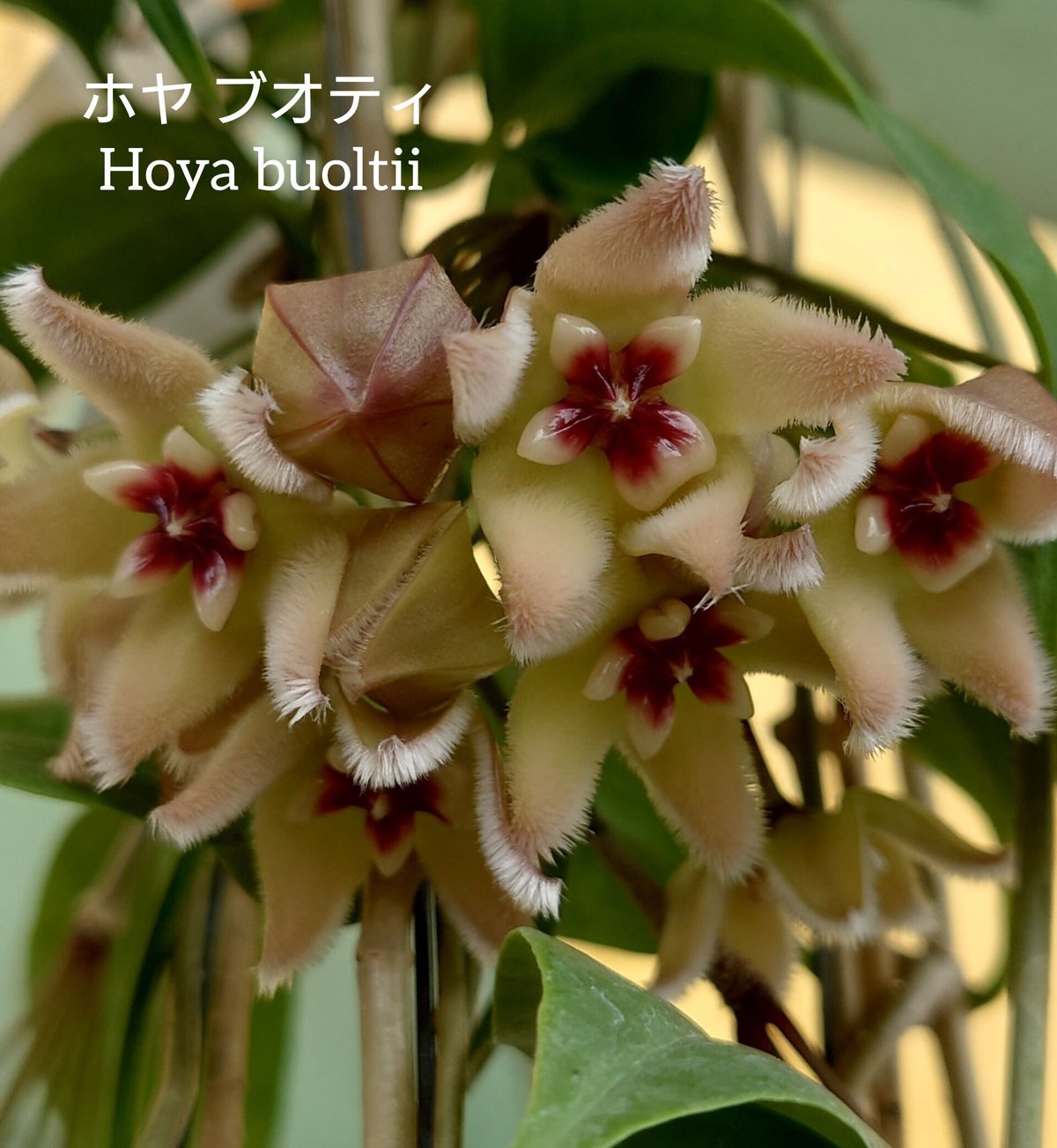 希少! ホヤ ブオティ Hoya buotii ホヤ植物 植物 珍奇植物 珍奇 希少! ホヤ ブオティ Hoya buotii ホヤ植物 植物 珍奇植物 珍奇
