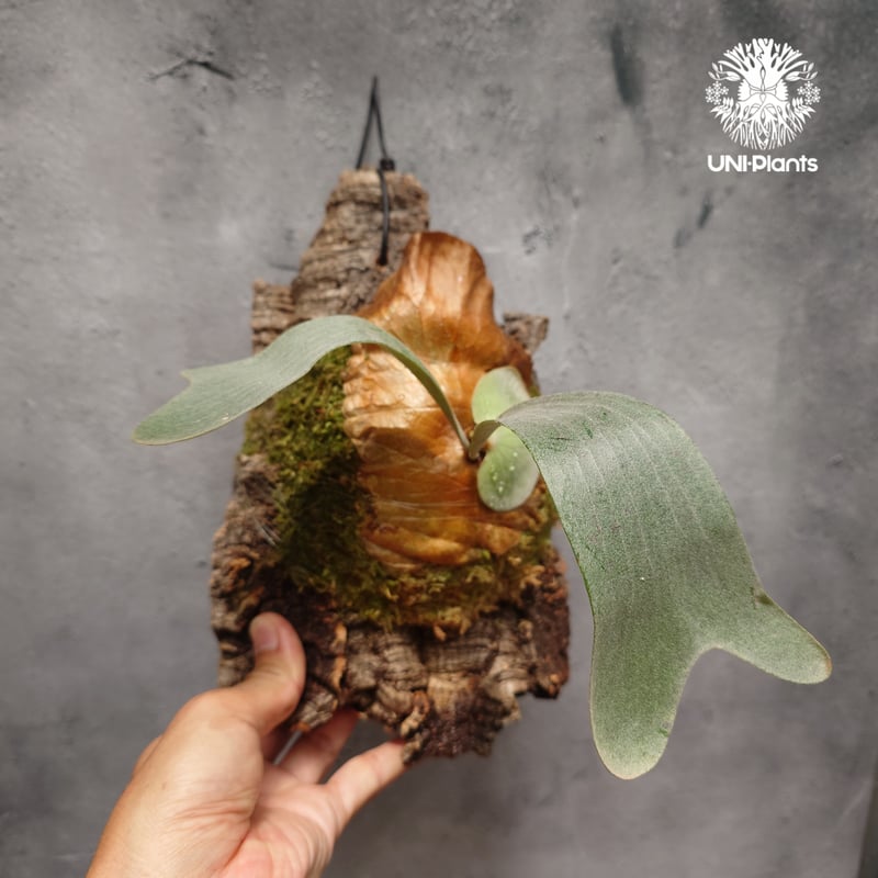 Platycerium diversifolium X elephantotis ビカクシダ