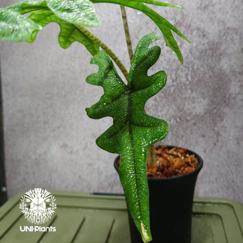 Alocasia jacklyn アロカシア ジャクリン アロカシアジャック Alocasia jacklyn アロカシア ジャクリン アロカシアジャック