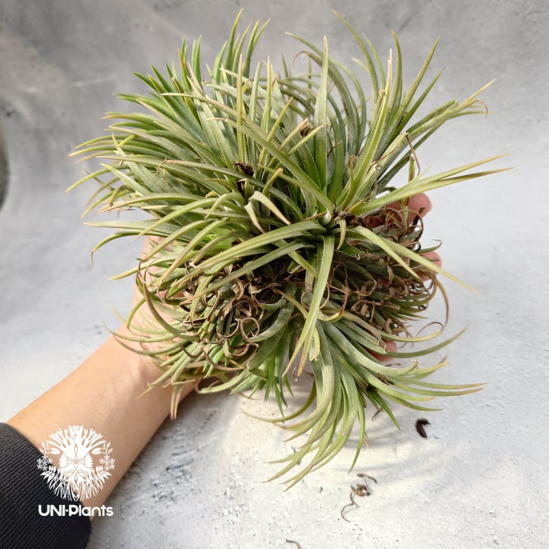 Tillandsia Ionantha (M) チランジア・イオナンタ Tillandsia