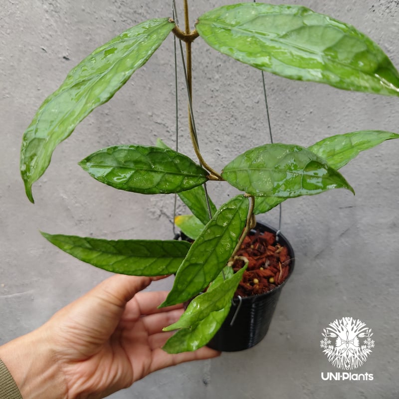 Hoya Aceh (NAP 01) ホヤ 希少 ホヤ植物 ホヤの花 珍しい 希少なホヤ