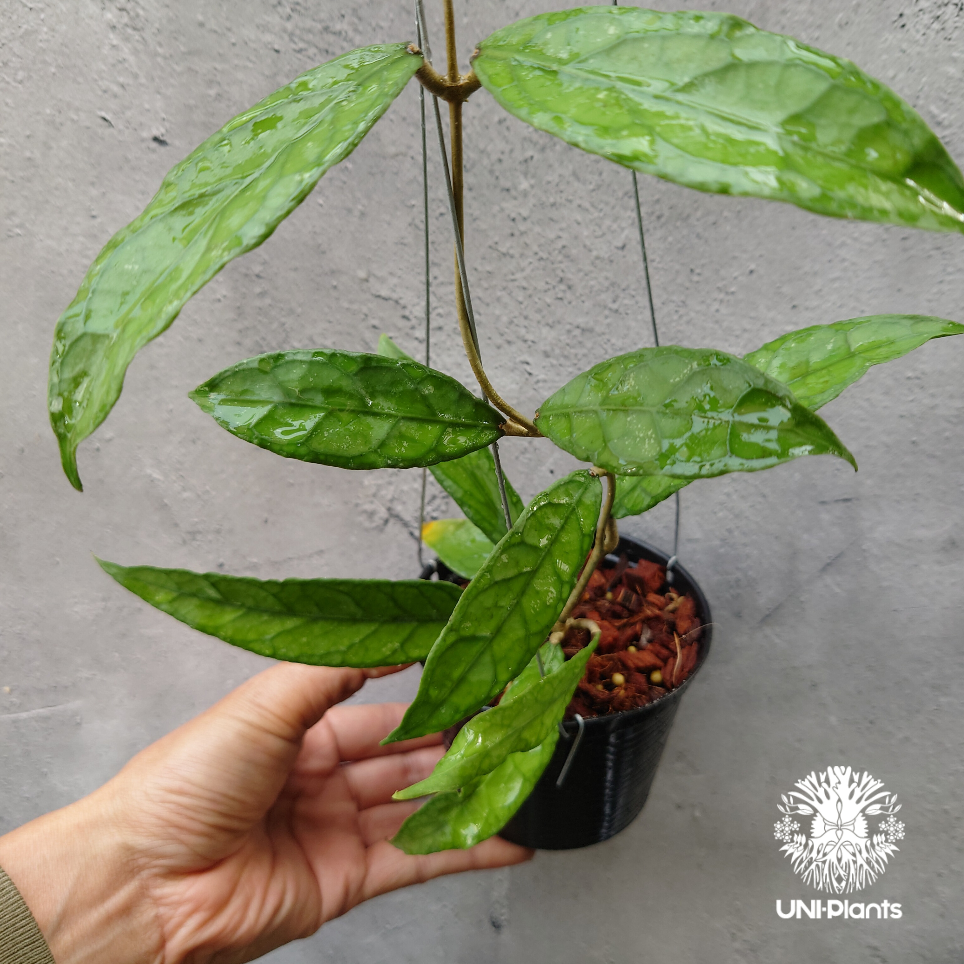 Hoya Aceh (NAP 01) ホヤ 希少 ホヤ植物 ホヤの花 珍しい 希少なホヤ