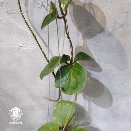 【タイ直輸入・希少】Hoya SS 7-21 ( kerrii x erythrina )｜ホヤ SS 7-21 ( ホヤ カーリー × ホヤ エリスリナ )｜珍品・ホヤ植物・つる性植物