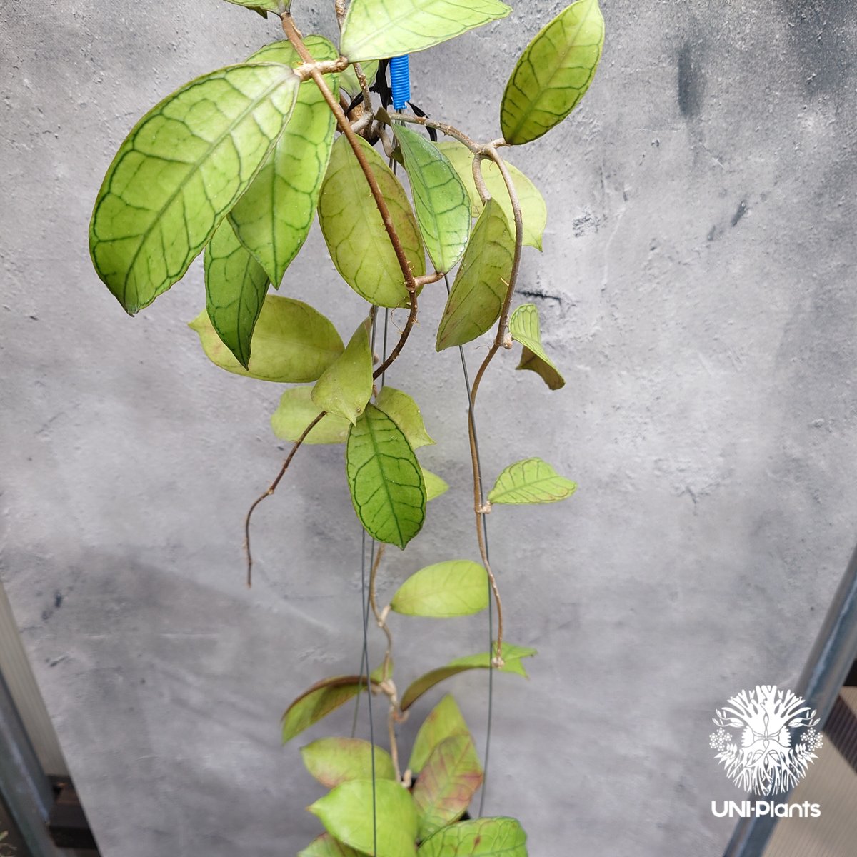 ホヤ　グヌンガディング　ゴースト Hoya Gunung gading ホヤ グヌンガディング ホヤ植物 ホヤの花 Hoya p
