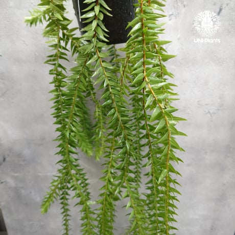 Huperzia spp. フペルジア  Phlegmariurus (フレグマリウルス)観葉植物 珍奇植物 植物 着生植物 インテリア植物 珍しい シダ植物