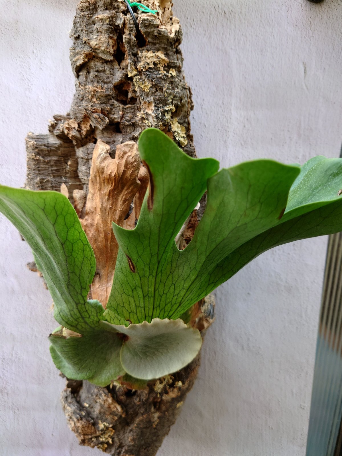 ビカクシダの女王 ワンダエ　Platycerium wandae⑦大きめ大迫力 ビカクシダ ワンダエ Platycerium wandae コウモリラン