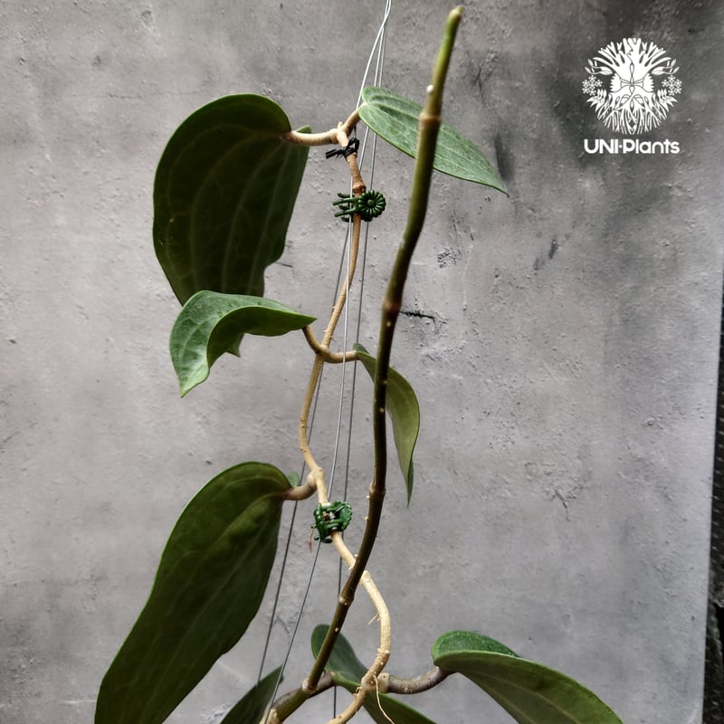 Hoya Latiforia ホヤ ラティフォリア 大ぶり!! ホヤ 植物 ホヤの花