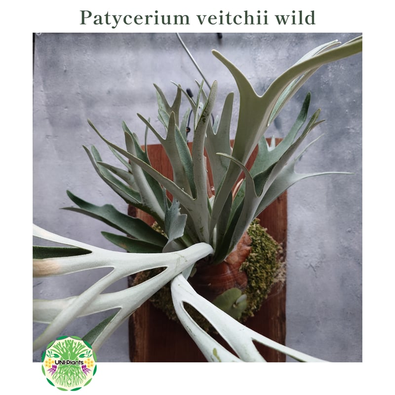 Patycerium veitchii wild ビカクシダ ベイチー ワイルド コウモリラン