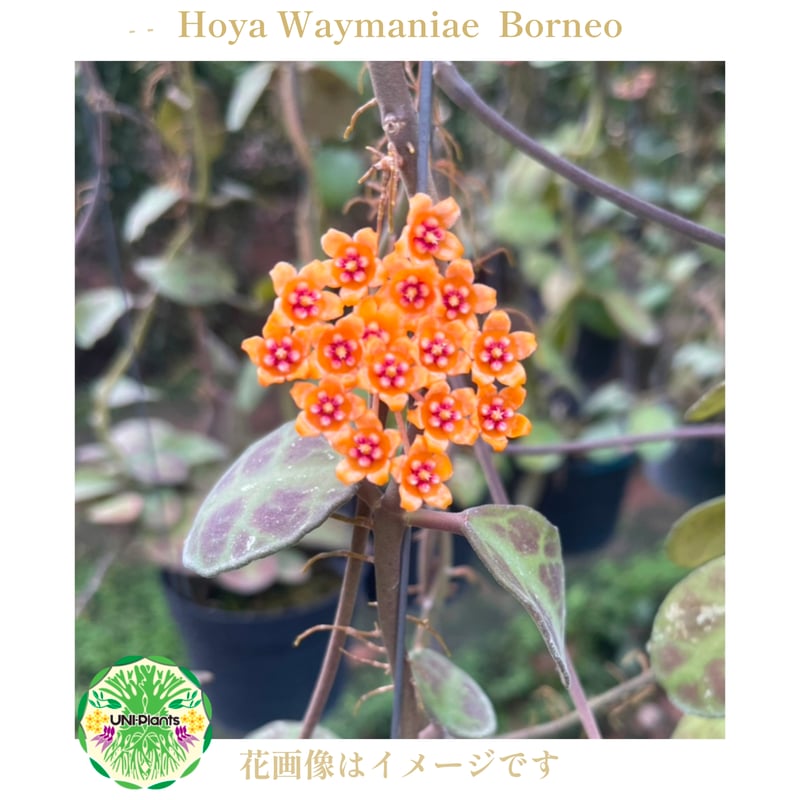 確認用　ホヤ Hoya ケネジアナアルボ Hoya Waymaniae Borneo ホヤ ウェイマニアエ ボルネオ ホヤ植物 ホヤの