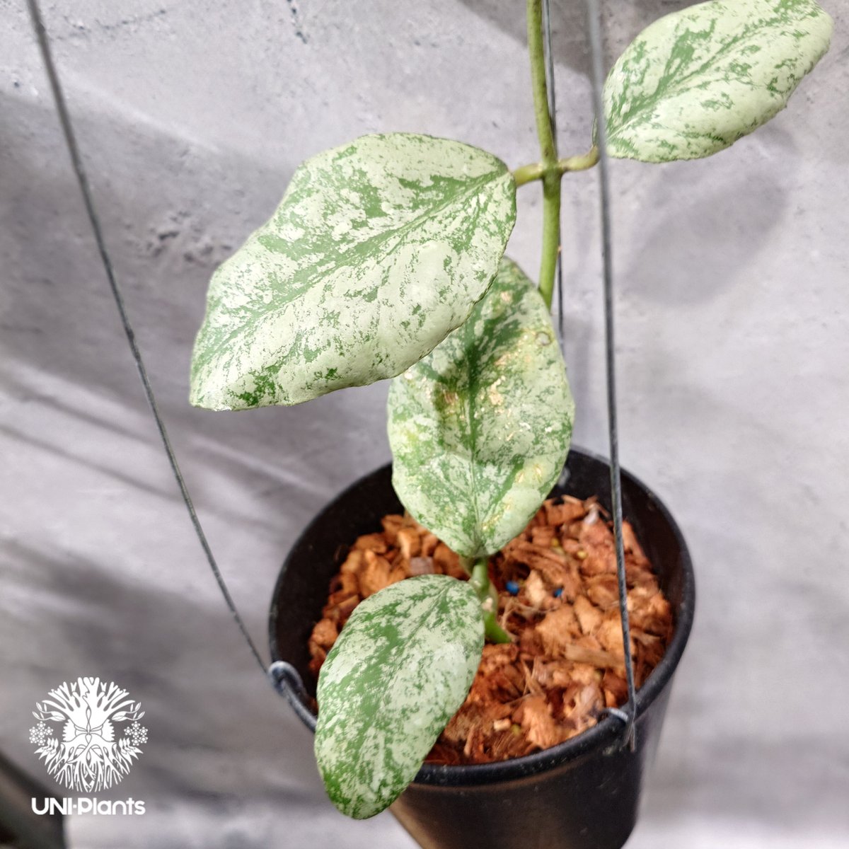 p様　HOYA2種 限定1株入荷 Hoya Waymaniae cloudy sky ホヤ ウェイマニアエ クラウ