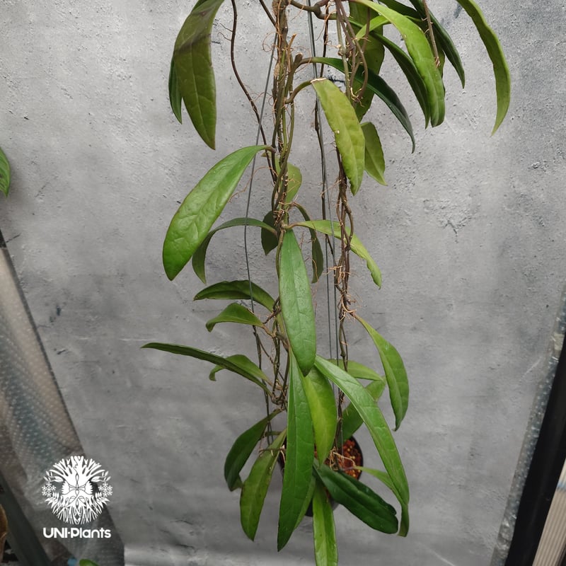 Hoya Sulawesiana ホヤ スラウェシアナ ホヤ植物 Hoya plants 珍し