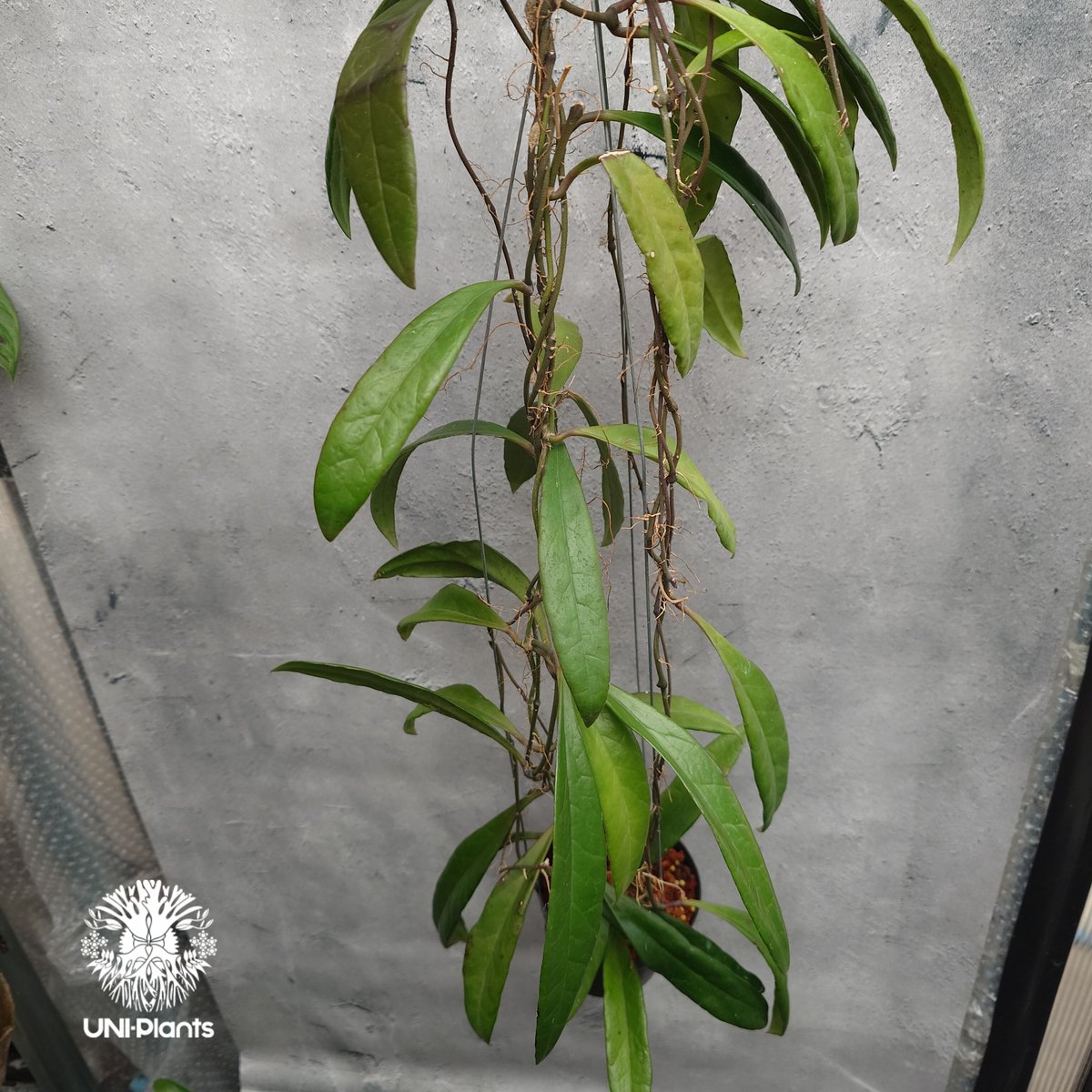 Hoya Sulawesiana ホヤ スラウェシアナ ホヤ植物 Hoya plants 珍し