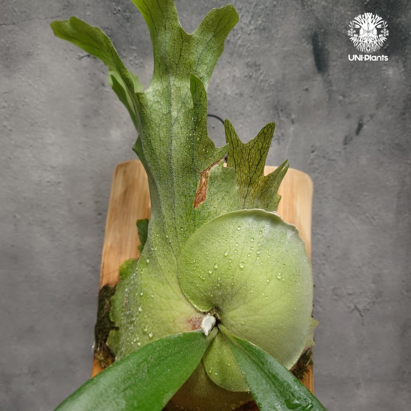 ビカクシダ ウィリンキーcv.インドネシア Platycerium willinckii cv