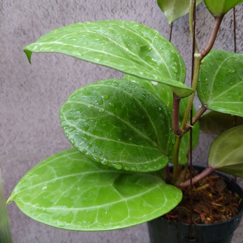 Hoya Sarawak 希少なホヤ植物 限定入荷 植物 珍奇植物 珍奇