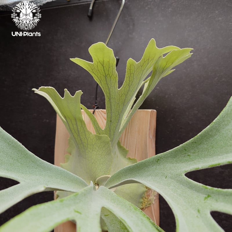 Platycerium pewchan compact ビカクシダ ピューチャン コンパクト