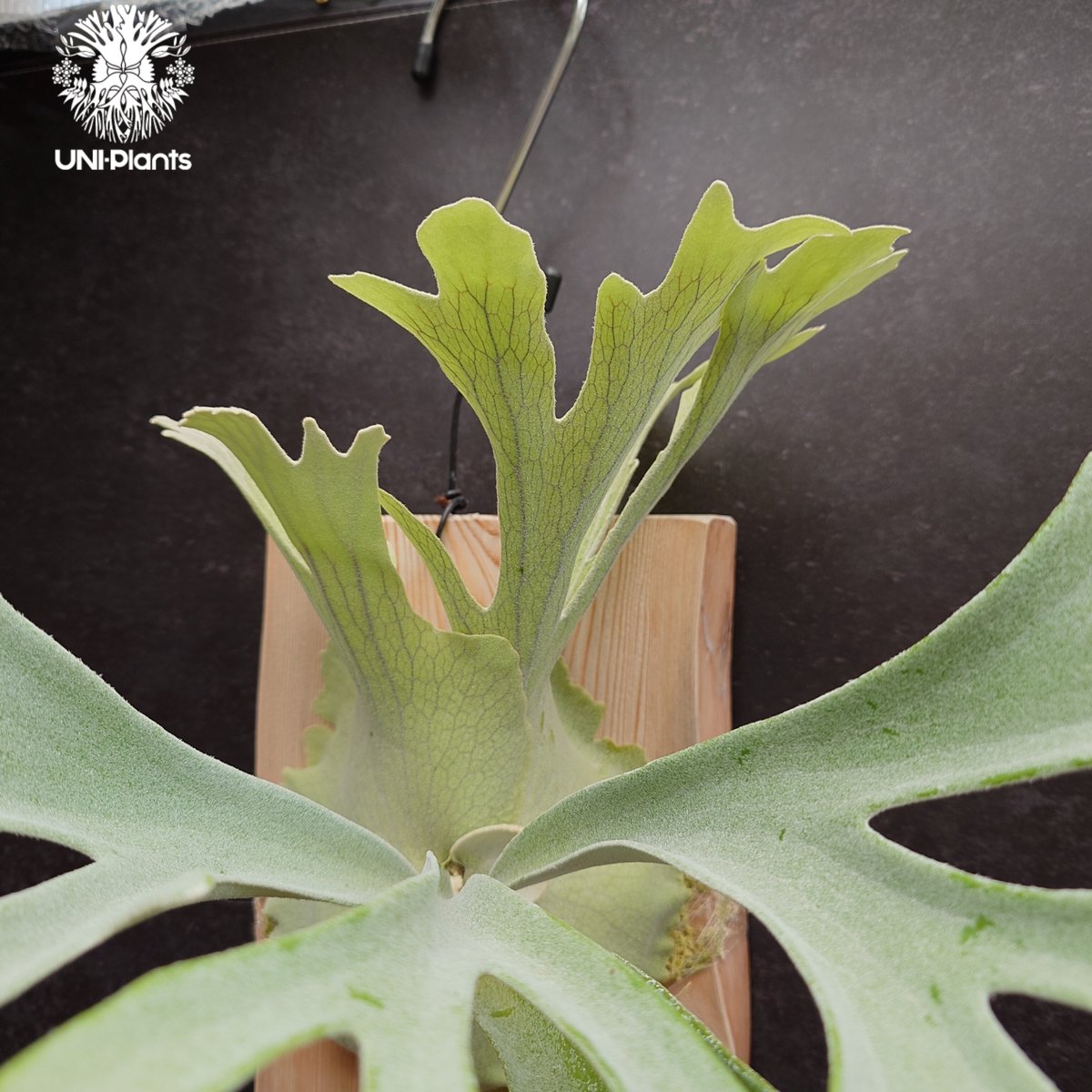 Platycerium pewchan compact ビカクシダ ピューチャン コンパクト