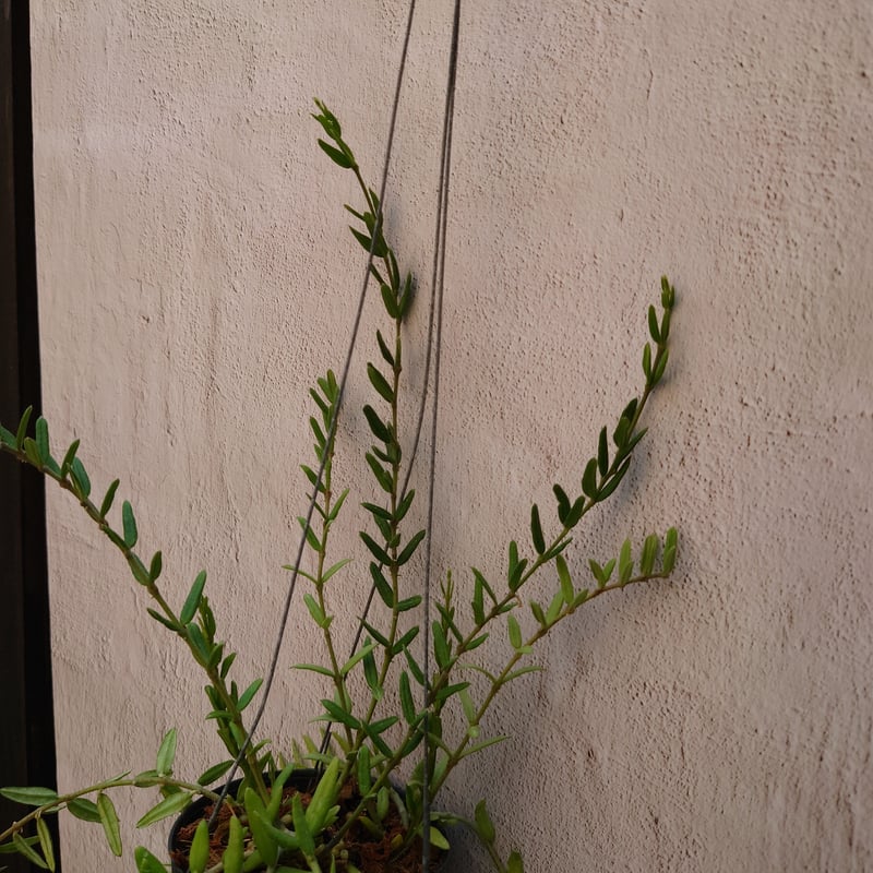 ホヤ エングレリアナ Hoya engleriana ホヤ植物 植物 珍奇植物 珍奇 ...