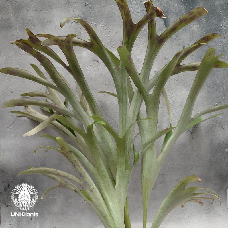 Platycerium alcicorne var.Madagascar ビカクシダ アルシコ