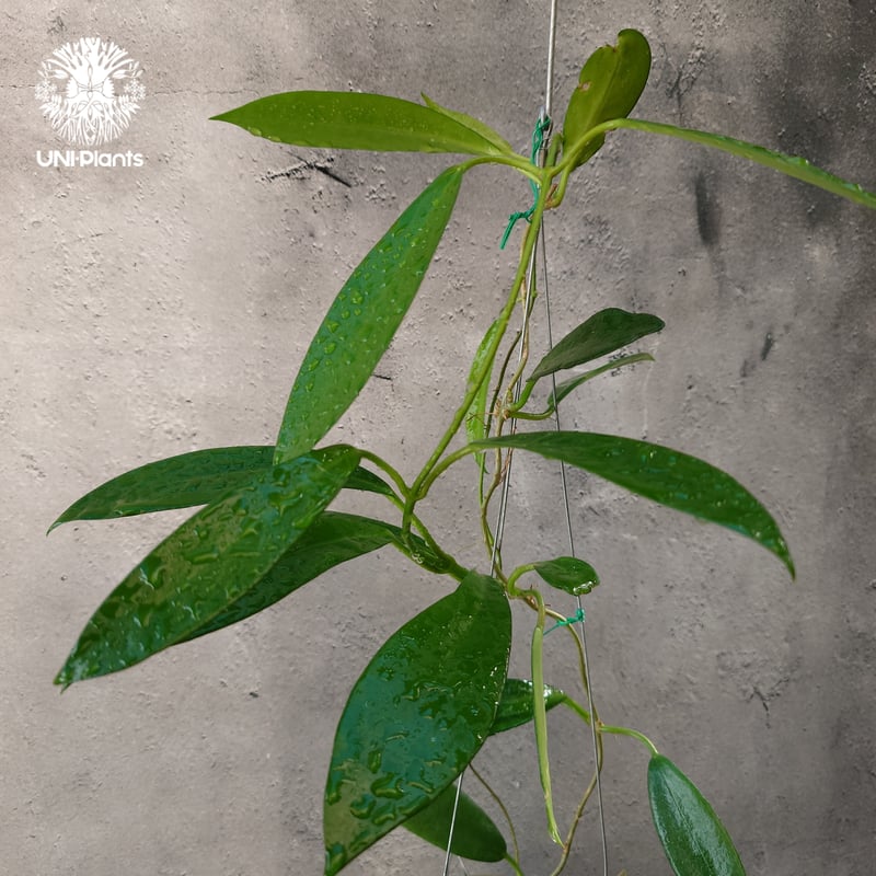 希少! Hoya pubicalyx 'black dragon ホヤ植物 ホヤの花 ホヤプビ