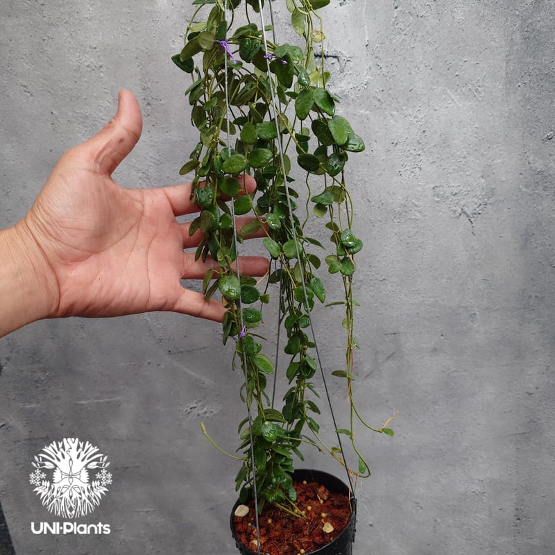 なおなおさん専用0505 ＊ホヤ ＊ Hoya ＊ peninsularis 楽天市場】□鷲尾園芸さんのホヤ□ ホヤ sp.PNG SV 432 Hoya sp.PNG SV