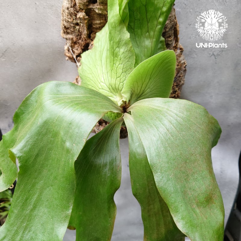 P.elephantotis × P.alcicorne var.Africa ビカクシダ エ P.elephantotis × P.alcicorne var.Africa ビカクシダ エ