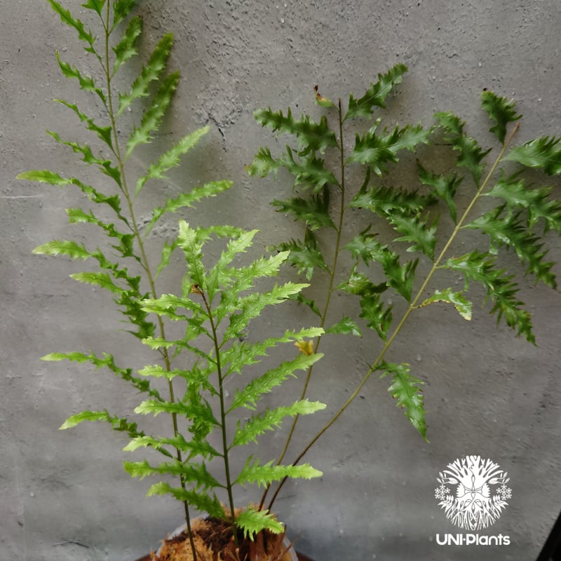 再入荷! Drynaria rigidula `whitei ドリナリア·リギデュラ'ホワイテ