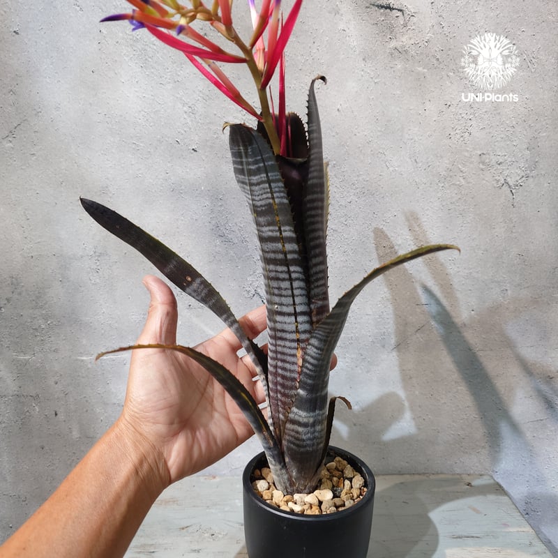 ビルベルギア　ダースベイダー① 特大株 Billbergia 'Darth Vader'（ビルベルギア・ダースベイダー）の育て方