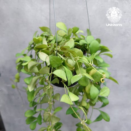 【タイ直輸入】ホヤ ヘウスケリアナ ピンク｜珍品・着生植物・つる性植物｜Hoya Heuschkeliana pink