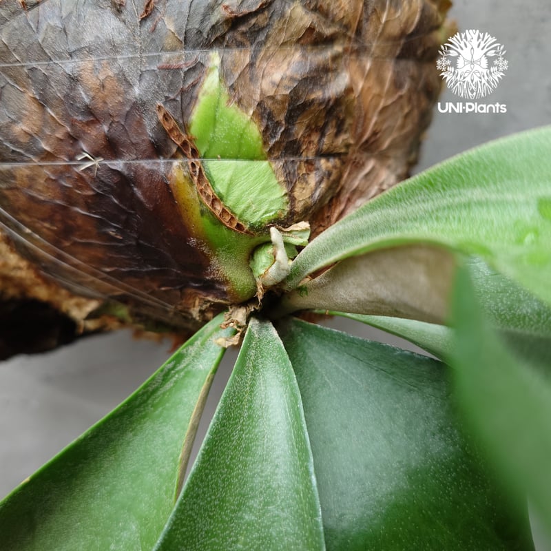 ビカクシダ アルテミス Platycerium Artemis (Alcicorne x Qu