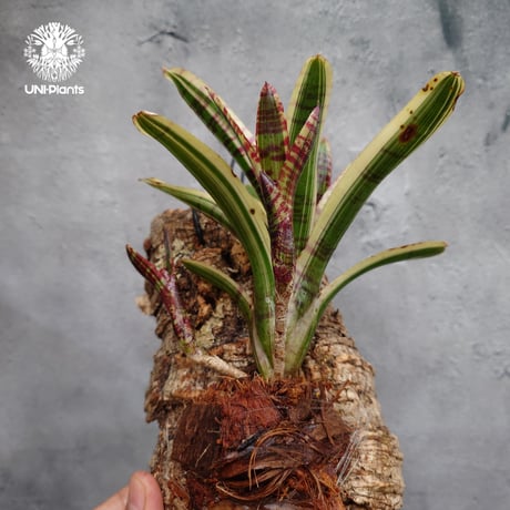 Neoregelia Red Bull ネオレゲリア レッドブル ネオレゲリア Neoregelia ブロメリア科ネオレゲリア属 着生コルクアレンジ