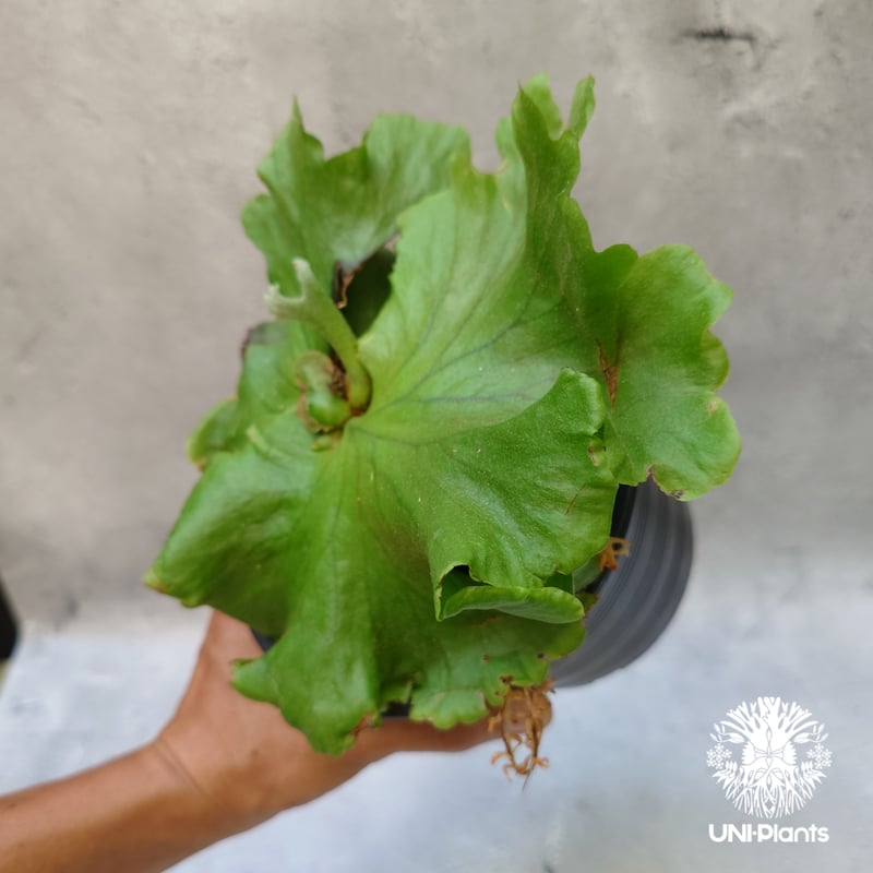 ビカクシダ キッチャクード シンリーフ Platycerium Kitshakood