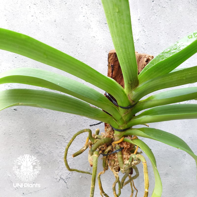 リンコスティリス Rhynchostylis hybrid Red 着生植物 珍しい 着生蘭