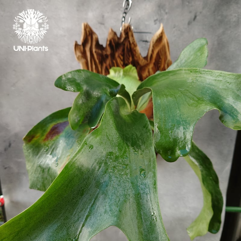 ビカクシダ ヒリー パナマ Platycerium hillii Panama コウモリ