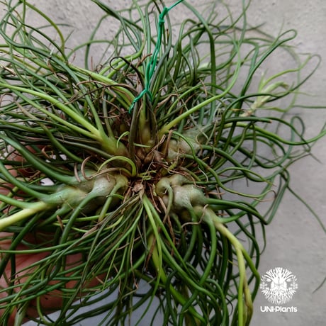 Tillandsia bulbosa チランジア ブルボーサ 大株 インテリア植物 エアープランツ エアプランツ